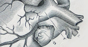 Патологическая анатомия - изображение