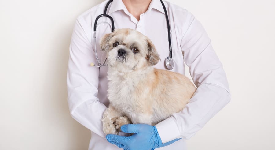 ветеринар с пациентом