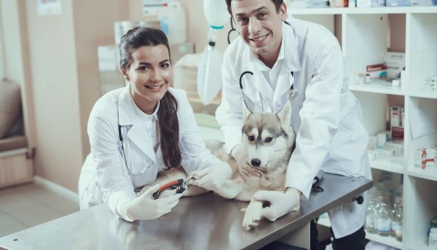 Повышение квалификации по программе Ветеринарная анестезиология