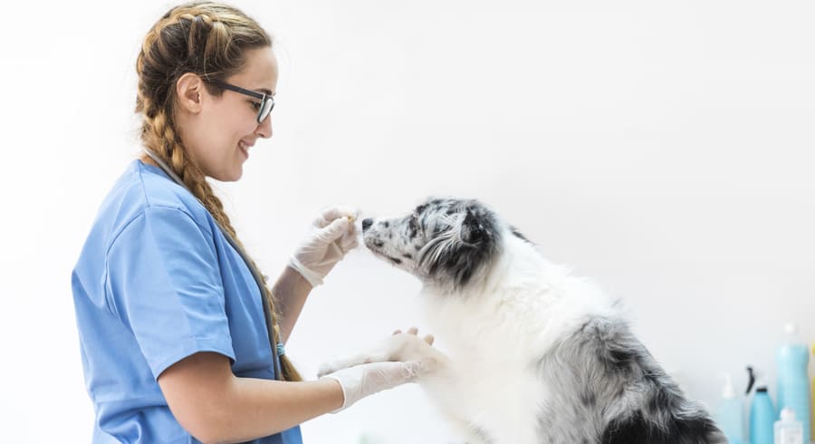 За 5 лет выросло число ветеринарных услуг фото