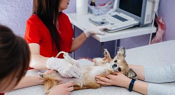 Значение УЗИ в ветеринарии фото
