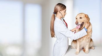 профстандарт ветеринарный врач