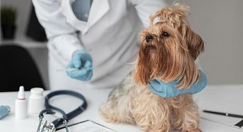 новые законы в ветеринарии